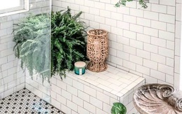 10 loại cây cảnh tốt nhất trồng trong phòng tắm để lấy thêm màu xanh và lọc không khí cho cả nhà
