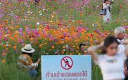 Khách du lịch cố tình dẫm đạp lên cánh đồng hoa xinh đẹp để sống ảo bất chấp biển cấm khắp nơi khiến dân mạng Thái Lan phẫn nộ