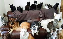Bà chị sở hữu siêu năng lực: Bắt 17 chú chó, mèo nhà mình ngồi im một chỗ với nhau để chụp ảnh