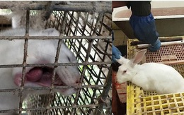 Phơi bày sự tàn bạo trong các nông trại khai thác lông động vật ở Nga: Thỏ, sóc bị giết hại để phục vụ cho những món đồ thời trang