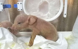 Hai chú lợn lai khỉ đầu tiên trên thế giới chào đời ở Trung Quốc