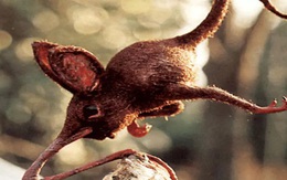 Nosewalkers - loài động vật kì lạ nhất Trái Đất, dù có chân nhưng lại dùng mũi để di chuyển