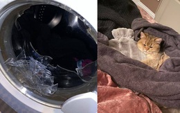 Phát hiện ra "boss" nằm cuộn tròn trong máy giặt đang chạy,  "sen" lập tức phá cửa kính giải cứu bất chấp đổ máu