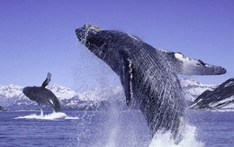 Giải mã tiếng hát bí ẩn của cá voi lưng gù từng khiến các nhà khoa học đau đầu
