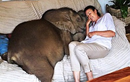 Sau khi được cứu sống, chú voi không ngừng 'rình rập' vị ân nhân của mình bất kể ngày đêm