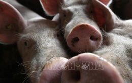 Tội phạm Trung Quốc lây lan dịch tả lợn châu Phi để ép giá người nuôi