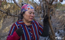 Hưng Yên: Người dân Khoái Châu "khóc ròng" khi vườn cây ăn quả bị kẻ gian đốt trộm