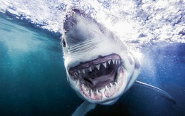 1001 thắc mắc: Cá mập trắng bị sát thủ nào hạ gục?