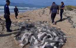 Hình ảnh kinh hoàng khi hàng tá xác cá chất thành đống trên bờ biển cho thấy sự tàn bạo của hoạt động khai thác vi cá mập