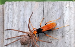 Trận chiến kinh hoàng trong giới côn trùng: Ong bắp cày chạm trán nhện khổng lồ