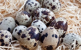 Trứng chim cút: Thuốc bổ trung ích khí