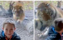 Đứng tim trước khoảnh khắc con hổ ở sở thú bất ngờ lao tới cố gắng vồ lấy cậu bé như đang săn mồi