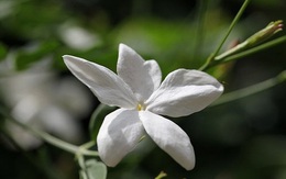 8 lợi ích tuyệt vời của trà hoa nhài đối với sức khỏe