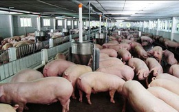Thịt lợn hạ giá rồi, quyết định giảm 1.000 đồng/kg