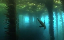 Video: Chú hải cẩu bơi qua khu rừng bí mật dưới nước đẹp ngỡ ngàng