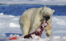 Cách săn mồi đơn độc của gấu Bắc Cực