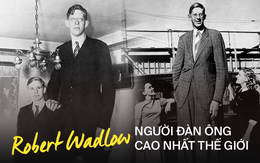 Cuộc đời kì lạ và bi thảm của người đàn ông cao nhất thế giới: Nổi tiếng khắp nơi nhưng ra đi ở tuổi 22 vì một vết nhiễm trùng nhỏ