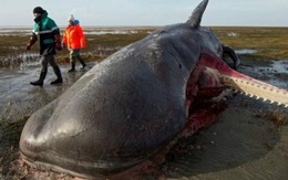1001 thắc mắc: Tại sao xác cá voi lại phát nổ như bom?