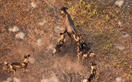 Video: Màn rượt đuổi đầy kịch tính giữa đàn chó hoang châu Phi và linh dương đầu bò