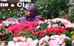 Mặc thời tiết mưa rét, người dân chen chân mua hoa Tết tại chợ hoa lâu đời nhất Hà Nội