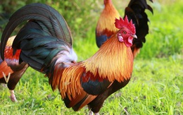 Lương y tiết lộ: Cách dùng thịt gà làm thuốc bổ phổi, dạ dày, chữa yếu thận cực đơn giản