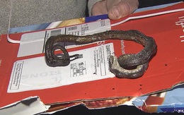 Nướng Pizza, khuyến mãi rắn nướng