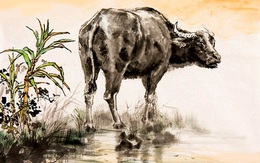 Tử vi tuổi Sửu 2020: May mắn dồn dập, sức khỏe dồi dào, cuối năm sung túc