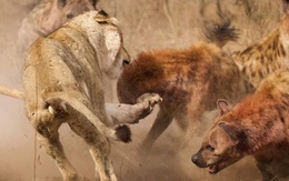 Video: Sư tử đực bị đàn linh cẩu 20 con cắn xé tơi tả