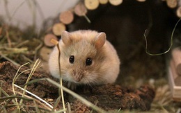 1001 thắc mắc:Vì sao nhà khoa học thường dùng chuột làm thí nghiệm?