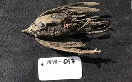 Tìm thấy xác chim 46.000 năm vẫn còn nguyên