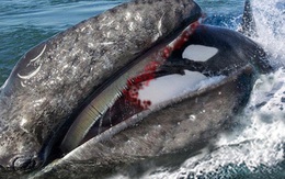 Cá voi sát thủ tấn công cá voi xám, kẻ nào mới là vua biển cả?