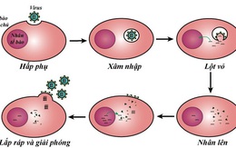 TS Nguyễn Quốc Thục Phương: Nắng nóng mùa hè có giết được virus gây bệnh COVID-19 không?