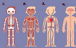 Bạn thấy bộ phận nào trên cơ thể cần thiết nhất cho sự sống? Đáp án rất bất ngờ