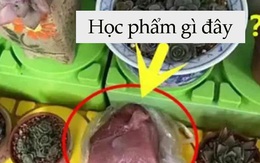 Cô giáo yêu cầu một đằng, bé trai 5 tuổi làm một nẻo khiến hiệu trưởng cũng phải phì cười