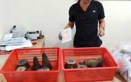 Phát hiện nam hành khách mang theo 6,2 kg sừng tê giác từ nước ngoài về Việt Nam