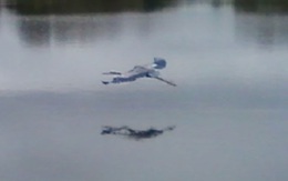 Thời cách ly chống Covid-19, dân mạng hỉ hả với group chụp động vật xấu không tả nổi