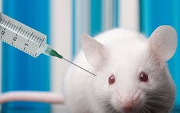 Chuột thí nghiệm đang bị thảm sát vì Covid-19