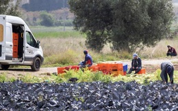 Bài toán bảo đảm lương thực tại châu Âu giữa đại dịch Covid-19