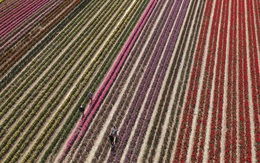 24h qua ảnh: Cánh đồng hoa tulip rực rỡ sắc màu ở Đức