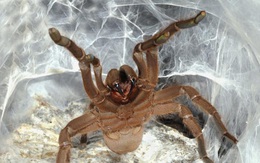 Phát hiện tác dụng bất ngờ từ nọc của loài nhện siêu độc