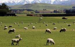 Đây là nơi nhiều tỷ phú ở Thung lũng Silicon đã chọn để làm chỗ trú ẩn trước đại dịch Covid-19