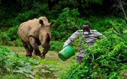 24h qua ảnh: Nhân viên chăm sóc động vật bỏ chạy khỏi tê giác khổng lồ