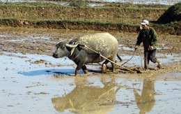 3 con tiểu yêu tìm cách hủy hoại người nông dân, chỉ 1 con thành công: Cách làm của nó cảnh tỉnh rất nhiều người!