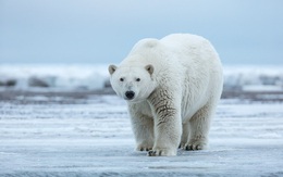 1001 thắc mắc: Có bí mật gì đằng sau bộ lông của gấu Bắc Cực?