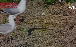 Video: Rắn hổ nhận cái kết đắng khi mò vào tổ cướp chim non