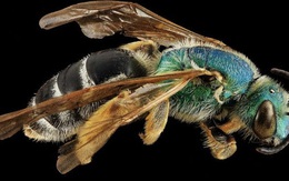 Video: Khám phá loài ong nửa đực nửa cái hiếm gặp