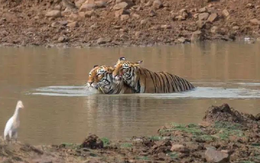 Hổ đực cõng bạn tình đằm nước để tránh nóng
