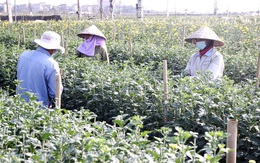 Sớm hỗ trợ nông dân trồng hoa thôn Hạ Lôi sau dịch Covid-19