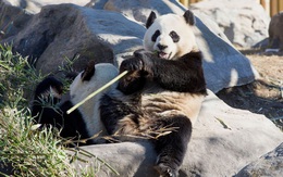 Vườn thú Canada trả Trung Quốc 2 chú gấu trúc do ảnh hưởng Covid-19