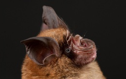 Đại học Hồng Kông: Khám phá mới từ "chủ nhân đầu tiên" của virus corona gây bệnh COVID-19